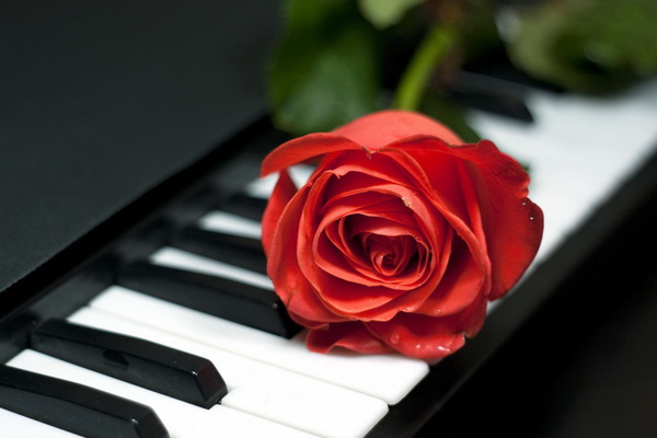 Цветок роза как символ пламенной любви