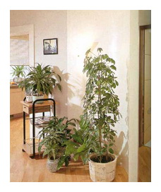Цветы и комнатные растения в доме